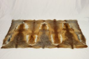 17-03-2019-0332 Rotfuchs Plaid